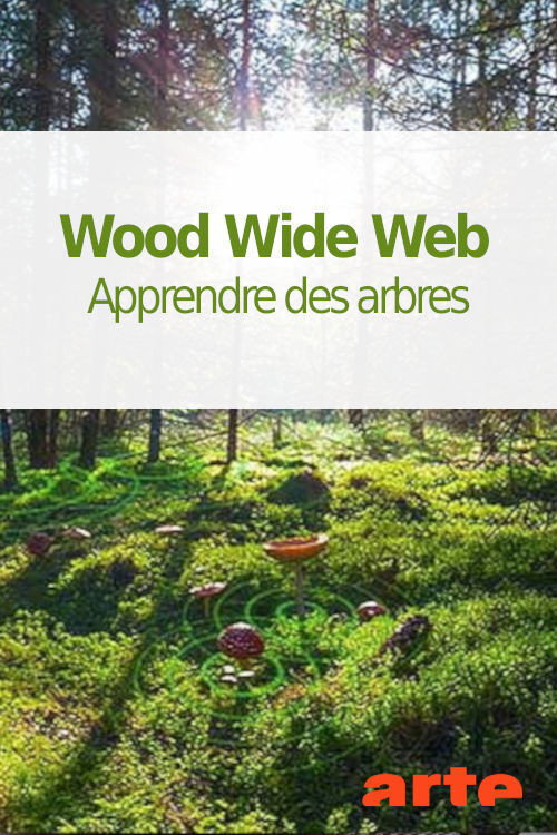 Wood Wide Web - Apprendre des arbres