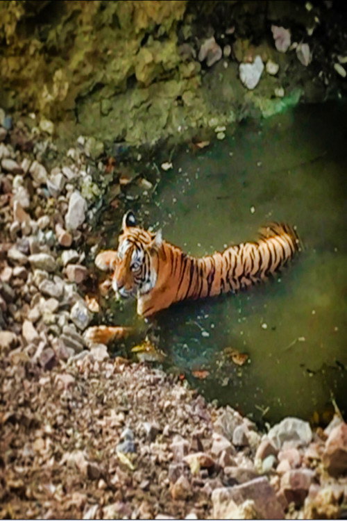 Planet Safari