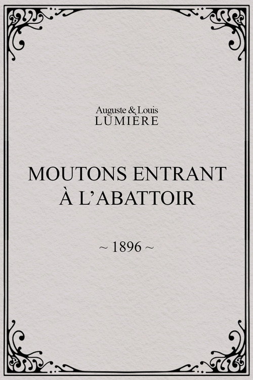 Moutons entrant à l'abattoir