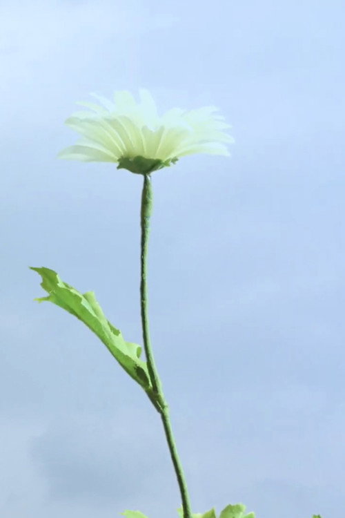 花とラルバ
