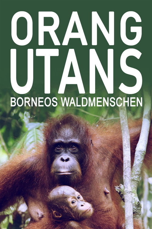 Orang-Utans - Borneos Waldmenschen