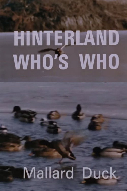 Hinterland Who's Who: Mallard Duck