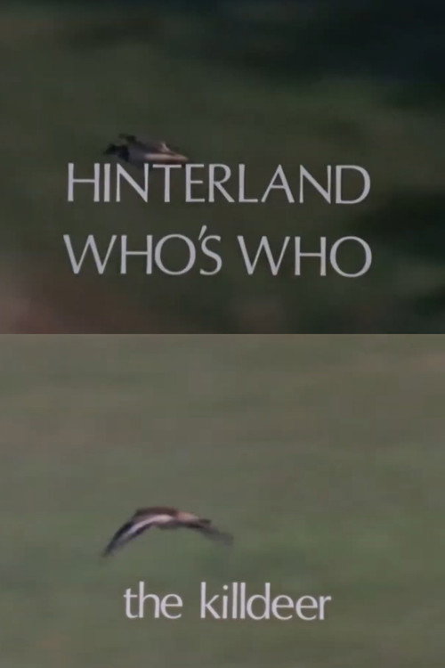 Hinterland Who's Who: Killdeer