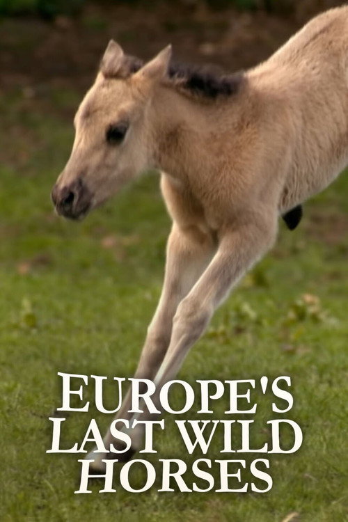 Die letzten Europas - Wildpferde im Münsterland