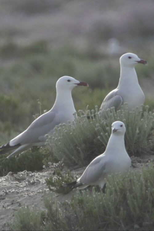 A Ria Formosa