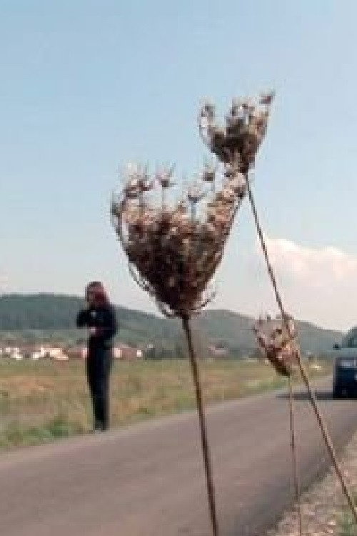 Polusestra