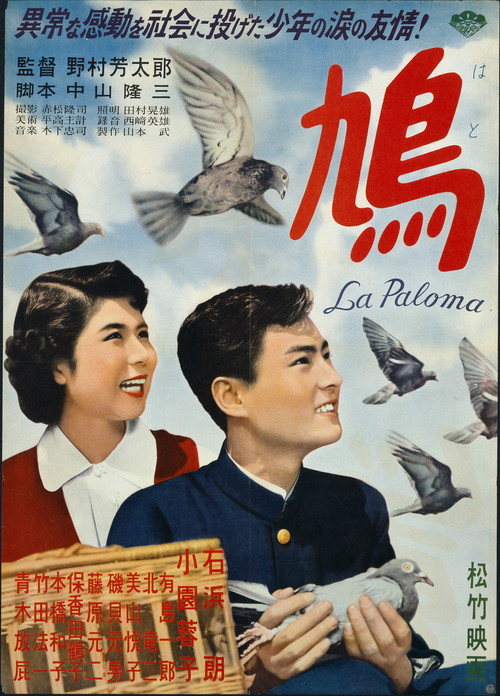 鳩