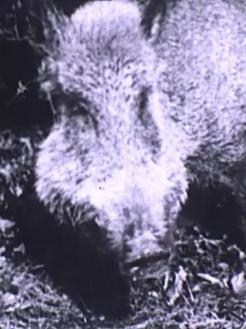 Chasse au sanglier