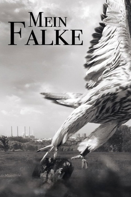 Mein Falke