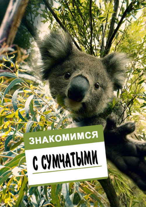 Знакомимся с сумчатыми
