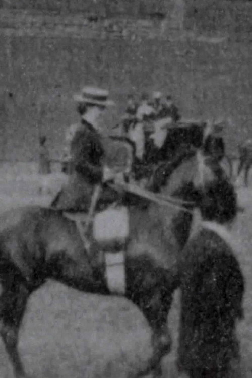 Ladies' Saddle Horses