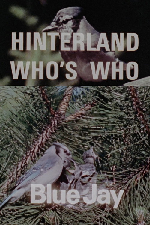Hinterland Who's Who: Blue Jay