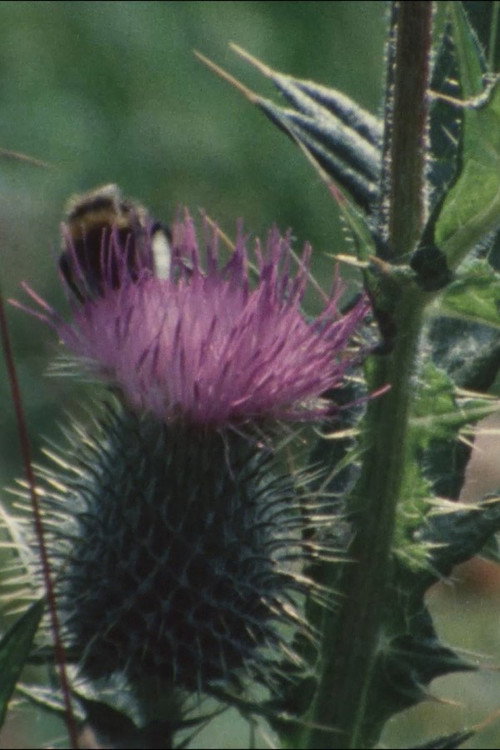 Thistledown