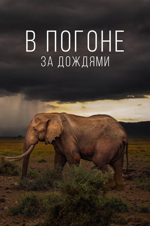 В погоне за дождями