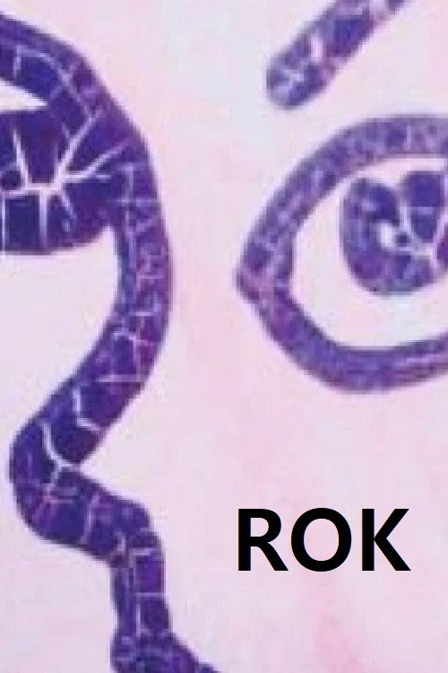 Rok