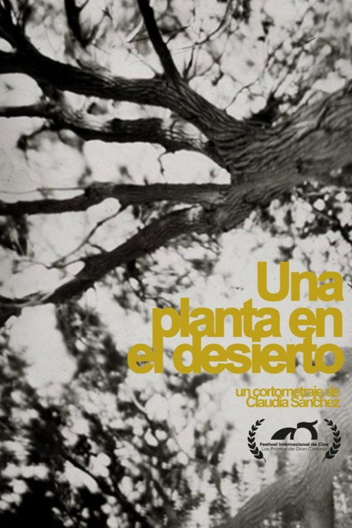 Una planta en el desierto