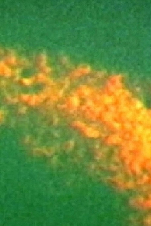 Kariokineza