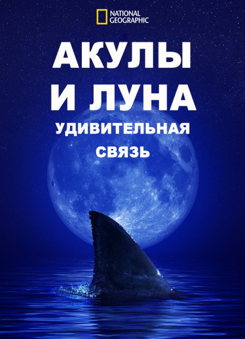 Акулы И Луна. Удивительная Связь