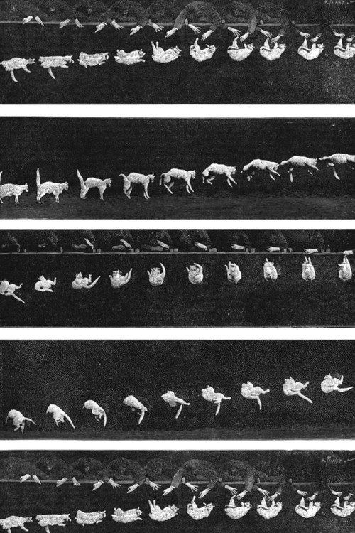 The Boxing Cats (Prof. Welton's)