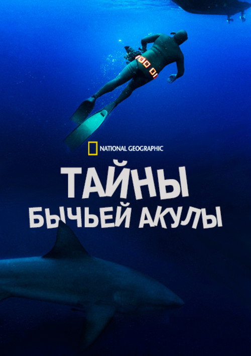 Тайны бычьей акулы
