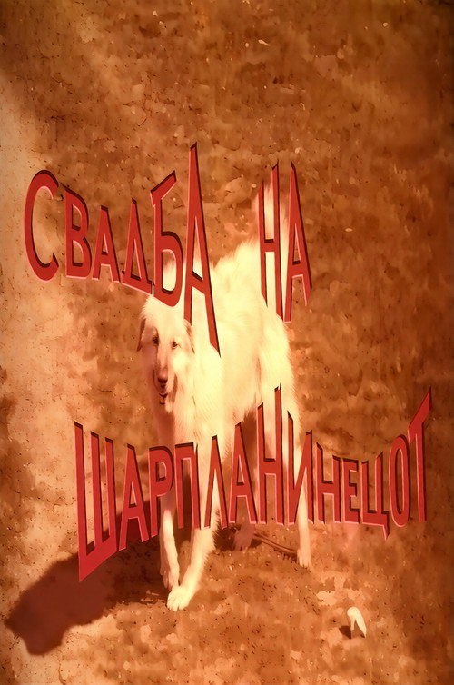 Свадба на Шарпланинецот