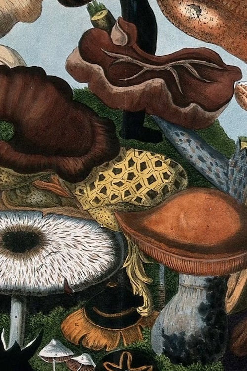 Fungos (Segredos da Natureza #3)