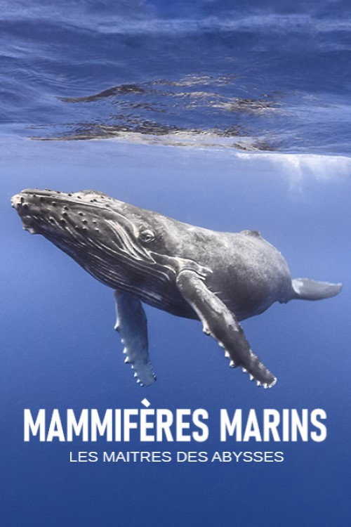 Mammifères marins, les maîtres des abysses