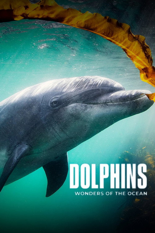 Dolphins - Wonders of the Ocean
