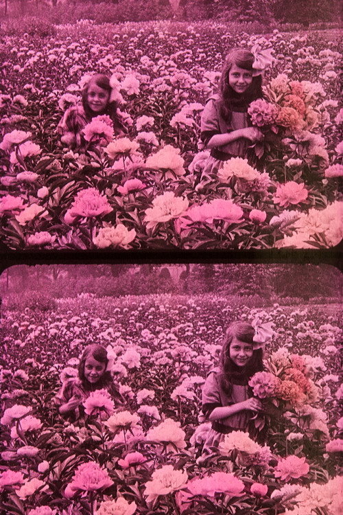 Printemps Fleuri